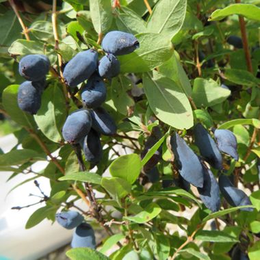 Happy Giant Honeyberries growing