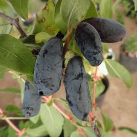 Happy Giant Honeyberries