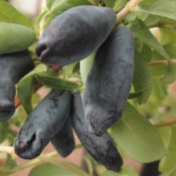 Photo of Blue Moose Honeyberry