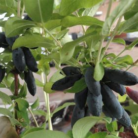 Photo of a honeyberry plant.