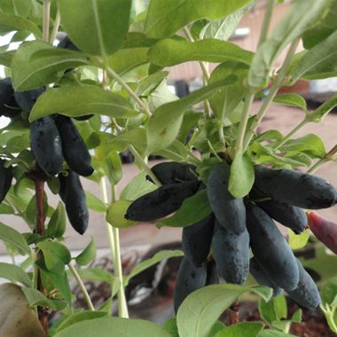 Photo of Blue Palm Honeyberry Plant