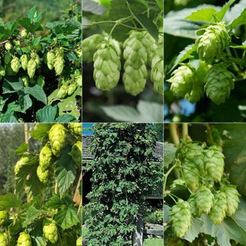 Photo of Connoisseur's Hops Collection
