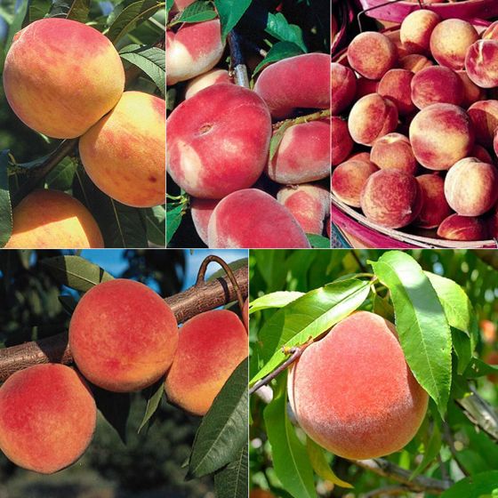 Photo of Peach-A-Palooza Orchard-In-A-Box®