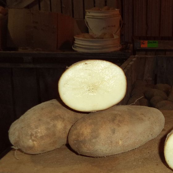 Photo of Caribou Russet Seed Potato