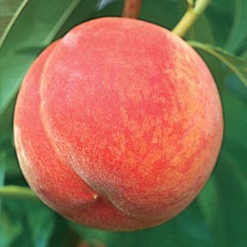 Photo of Flamin' Fury® (PF 17) Peach Tree