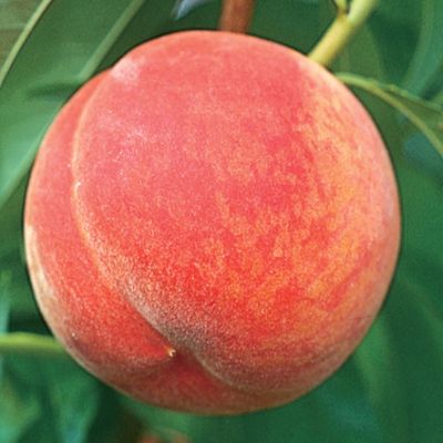 Photo of a peach