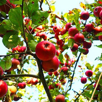 Large Apple Trees Loaded with fruit