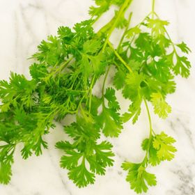 Photo of cilantro