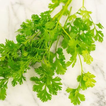 Photo of cilantro