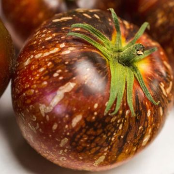 Photo of Dark Galaxy Tomato Seed