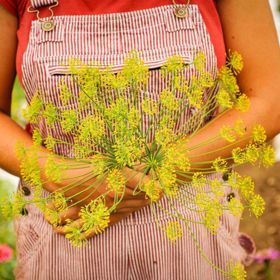 Photo of Bouquet Dill Seed