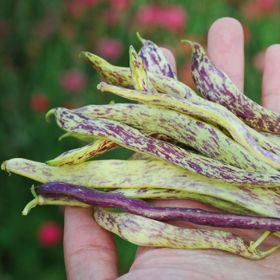 Photo of beans