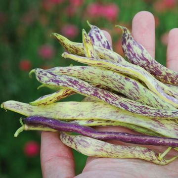 Photo of beans
