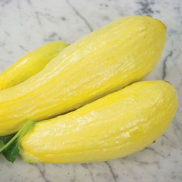 Photo of Early Prolific Straightneck Squash Seed