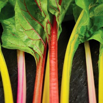 Photo of chard