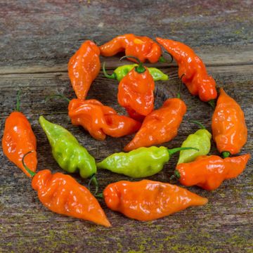 Photo of Habanada Sweet Pepper Seed