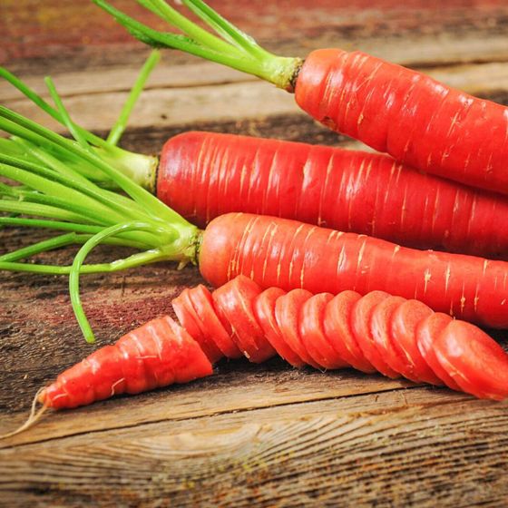 Photo of Kyoto Red Carrot Seed