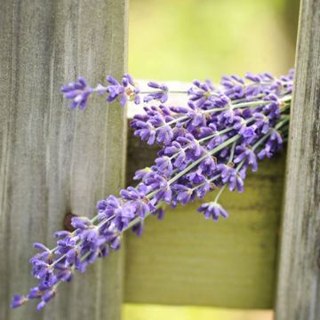 Photo of Lavender Seed