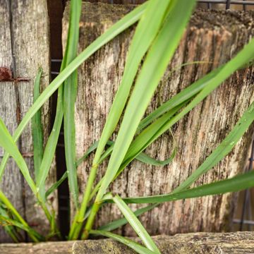 Photo of Lemongrass Seed