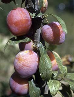 Photo of Superior Plum Tree