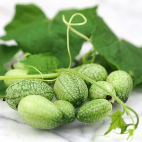 Photo of Mexican Sour Gherkin Cucumber Seed