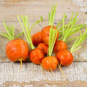 Photo of carrots