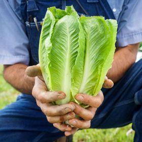 Photo of Parris Island Cos Lettuce Seed