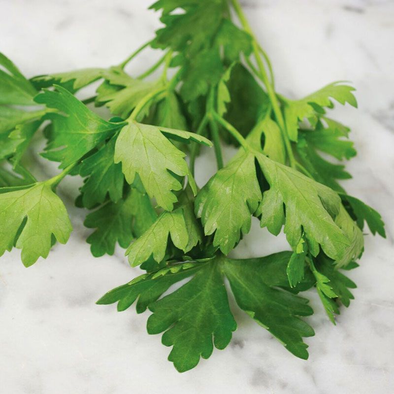 Giant of Italy Parsley Seed Stark Bro’s