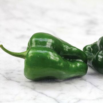 Photo of Poblano Pepper Seed