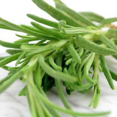 View full size image Photo of rosemary