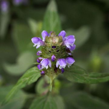 Photo of Self Heal Seed