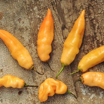 Photo of peppers.