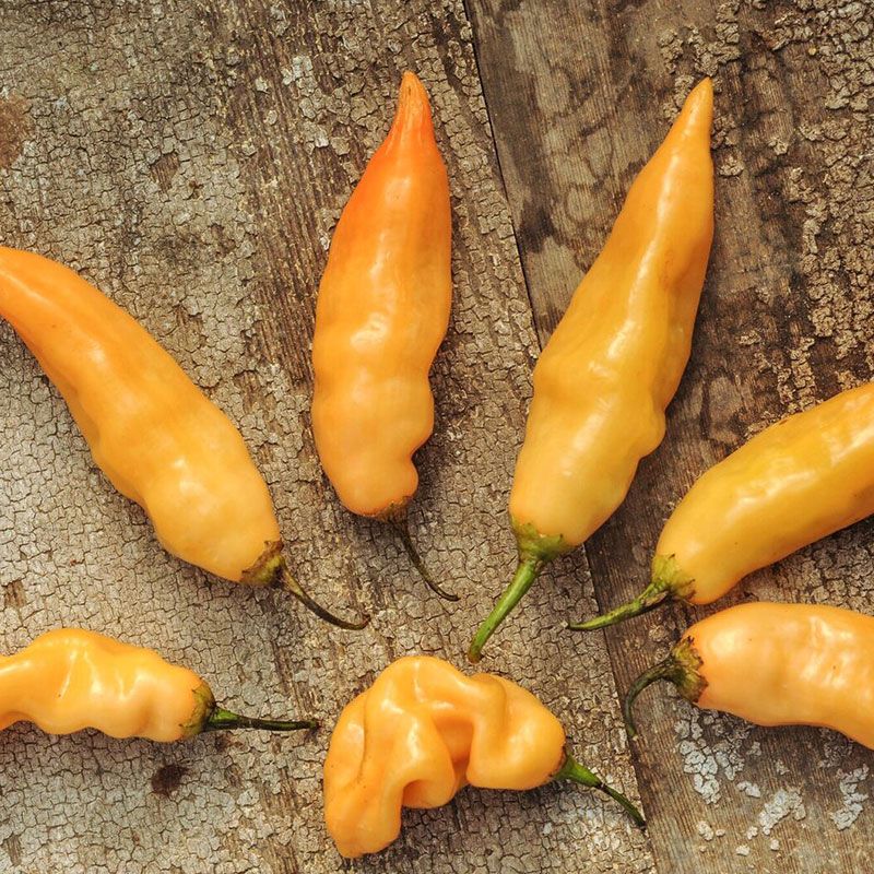 Sugar Rush Peach Hot Pepper Seed Stark Bro’s