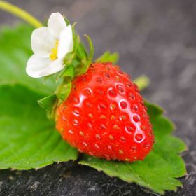 Photo of Tresca Garden Strawberry Seed