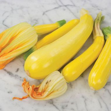 Photo of Zucchini Golden Squash Seed