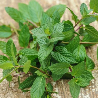 Photo of mint.