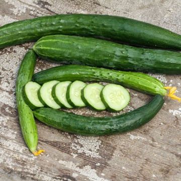 Photo of Aonaga Jibai Cucumber Seed