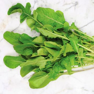 Photo of arugula.