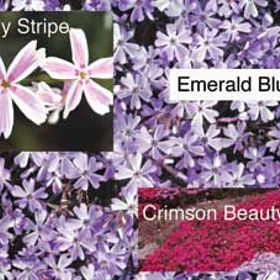 Photo of Creeping Phlox Assortment