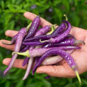 Photo of Buena Mulata Hot Pepper Seed