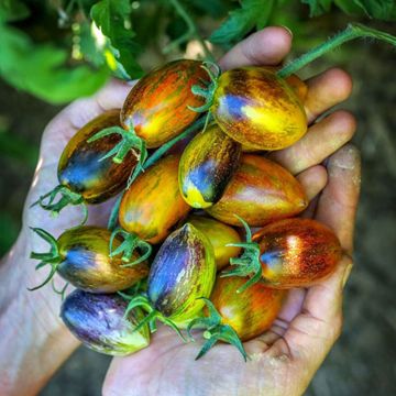 Photo of Brad's Atomic Grape Tomato Seed