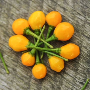 Photo of peppers.