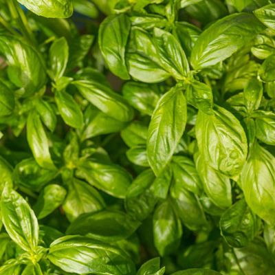 Photo of basil.
