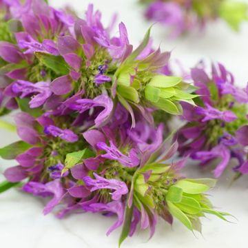 Photo of lemon balm.