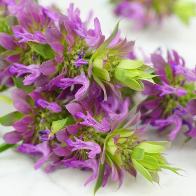 Photo of lemon balm.