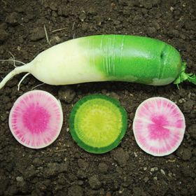 Photo of radishes.