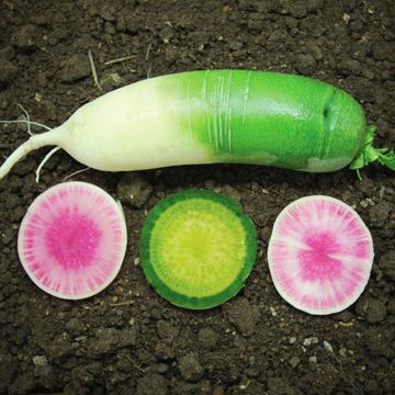 Photo of radishes.