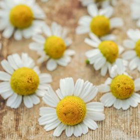 Photo of Zloty Lan Camomile Seed