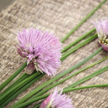 Photo of chives.