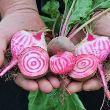 Photo of Chioggia (Bassano) Beet Seed